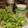 tairu12's cooksnap of when they made 超パリパリ！よれよれ葉野菜復活ワザ!?.