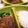 ぷにぷに～mama's cooksnap of when they made 和風ソース。ステーキ、ハンバーグにｗ.