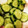 ハッピィ0730's cooksnap of when they made 梅こぶ茶で簡単！きゅうりの浅漬け.