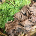 クロクロクローバー's cooksnap of when they made 牛肉と白菜、エリンギのすき焼き風煮もの.