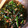 クックNKNWG7☆'s cooksnap of when they made Caたっぷり、桜えびとほうれん草の和え物.