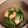 クックQF36U1☆'s cooksnap of when they made 薄揚げと水菜のニンニク醤油.