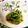 クックADLFEA☆'s cooksnap of when they made 空芯菜の新芽のにんにく炒め.