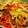 クック64OY6U☆'s cooksnap of when they made 簡単！節約！人参、大根の皮できんぴらさん.