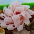 lovebird♡'s cooksnap of when they made 【簡単】キャラ弁 おかず 花ハム②.