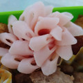 lovebird♡'s cooksnap of when they made 【簡単】キャラ弁 おかず 花ハム②.