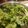 tairu12's cooksnap of when they made 超パリパリ！よれよれ葉野菜復活ワザ!?.