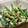 ねこはがき's cooksnap of when they made ほうれん草のごま和え.