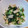 ﾊﾝｸﾞﾘｰペコ's cooksnap of when they made 簡単★豆苗と椎茸の塩昆布和え★.