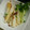 M130018's cooksnap of when they made 長いもの梅青じそ風味蒸し　わさびを添えて.