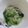 ホヌ・アヌエヌエ's cooksnap of when they made 鶏がらスープの素だけ　チンゲン菜あんかけ.