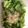 クックXHBZWE☆'s cooksnap of when they made レンジでかぶの葉のおひたし♪.