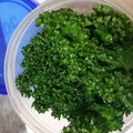 しろだいず's cooksnap of when they made 新鮮長持ち⭐パセリの保存.