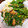 卵せんべい's cooksnap of when they made 菜の花とちくわのごまあえ.