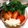 ooゆなoo's cooksnap of when they made トマトとアイスプラントとチーズのサラダ.