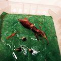 おれし's cooksnap of when they made ♡ホタルイカの下処理.