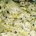 あおまさmam's cooksnap of when they made 簡単！白菜と海苔のサラダ.