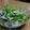 鳥だーいすき's cooksnap of when they made わさび菜のツナサラダ.