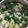 ち（＊´・ω・｀）ろ's cooksnap of when they made 【みそ汁の具シリーズ】大根葉とおあげ.