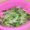きらり流れ星's cooksnap of when they made 豆苗レンジボイル.