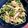 ねーこねこ's cooksnap of when they made 簡単！菜の花とベーコンの和風春パスタ♡.