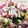 よねずぃ〜's cooksnap of when they made 大根のゆかり和え☆浅漬け風.