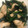 クックSB7K4U☆'s cooksnap of when they made ささみとほうれん草のしょうゆ炒め☆.