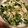 アンバーママ's cooksnap of when they made 簡単！豆苗とツナのしっとりサラダ.