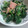 shantao's cooksnap of when they made 鮭とジャコとほうれん草の和え物.