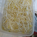 ゆいぱぴちゃ's cooksnap of when they made 長持ちします！シャキッともやしの保存方法.