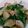 ✤おかわり✤'s cooksnap of when they made 鶏肉と大根と菜の花のうま煮.