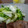 ダイナマイト漆黒's cooksnap of when they made 簡単白菜の梅昆布茶和え.