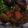 ニャ〜子♪'s cooksnap of when they made 我が家の煮込みハンバーグ.