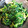 トクック's cooksnap of when they made ほうれん草のごま和え.