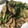 クックR9QJIM☆'s cooksnap of when they made さば缶と野菜の炒め物.