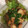 ふうらいぼ。's cooksnap of when they made ささみの梅だれ唐揚げ◎お弁当やおつまみに.