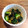 しず＊'s cooksnap of when they made きゅうりと塩昆布のさっぱり和え.