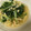 ぽっちぽっちぽっち's cooksnap of when they made 水菜とあげの煮浸し.