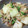 料理も少し頑張ります's cooksnap of when they made もやしと青梗菜のオイスターソース炒め☆.