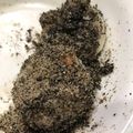 ねおみ's cooksnap of when they made ☆超簡単 すりゴマ黒餅☆.
