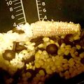 ame-ikuru's cooksnap of when they made ごぼうのピラフ★.