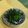 アンドーナツ☆'s cooksnap of when they made 菜の花の辛子お浸し.