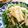 もこりこ's cooksnap of when they made 水菜とりんごのサラダ.