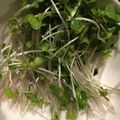 クックC2GECR☆'s cooksnap of when they made スーパースプラウト シャキッと長持ち！.