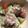 クックC2GECR☆'s cooksnap of when they made アボカドとトマトのわさび醤油和え.