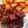 いっっっちゃん！'s cooksnap of when they made さっくさく〜食パンdeしみチョコラスク♪.