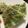 ディナーカレー's cooksnap of when they made 米粉でシンプルねぎ焼き.