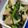 クックLJ2W4Q☆'s cooksnap of when they made 簡単★ホタルイカ×かぶのガーリック炒め.