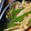 chip☆☆'s cooksnap of when they made 斬新！ピーマンとえのきのきんぴら.