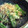 柳さき's cooksnap of when they made シシトウとじゃこのおかかあえ.